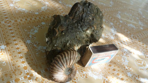 аммониты, Ammonites