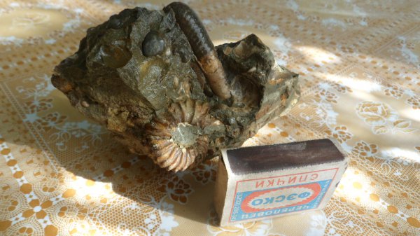 аммониты, Ammonites