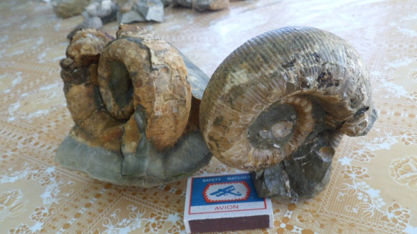 аммониты, Ammonites, Lytoceratina, Cicatrites, Cicatrites abichi