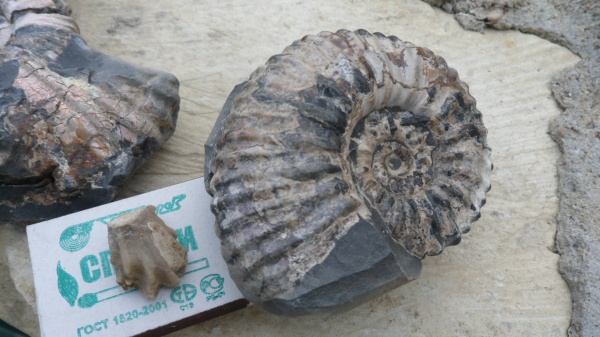 аммониты, Ammonites, Acanthohoplites