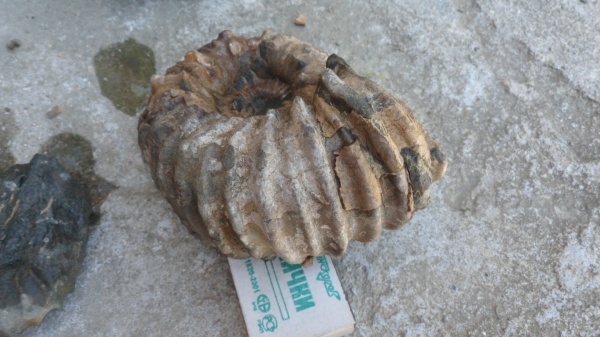 аммониты, Ammonites