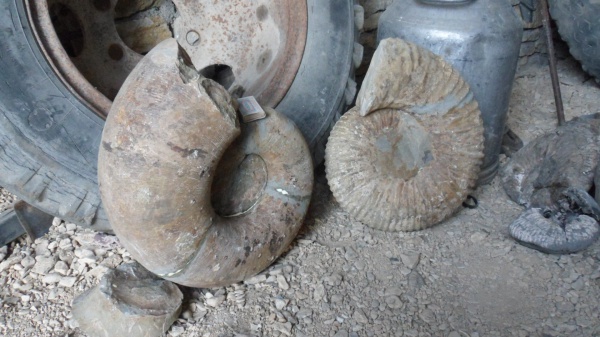 аммониты, Ammonites, Lytoceras, Douvilleiceratidae