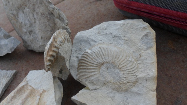 аммониты, Ammonites