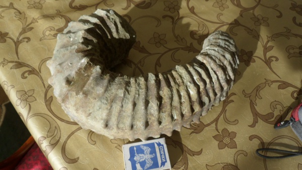 гетероморфные аммониты, Ancyloceratidae, heteromorph ammonites