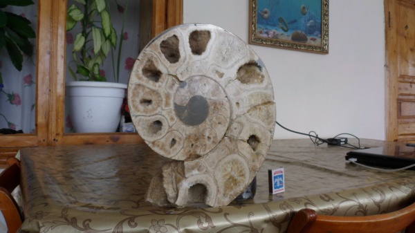 аммониты, Ammonites, Lytoceras