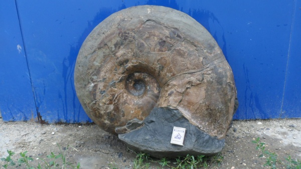 аммониты, макроконхи, устье, Ammonites, Parahoplites, Macroconchs