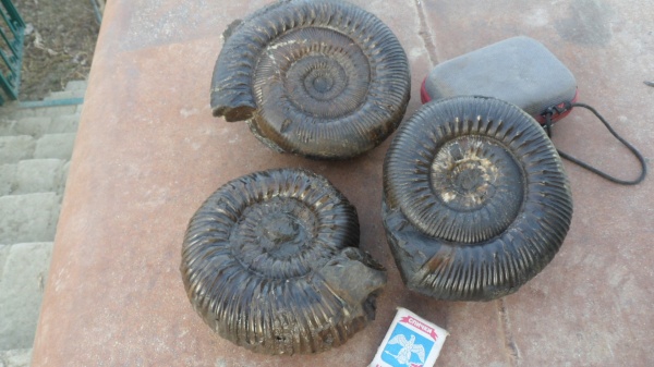 аммониты, Stephanoceras, Ammonites, Stephanoceras mutabile