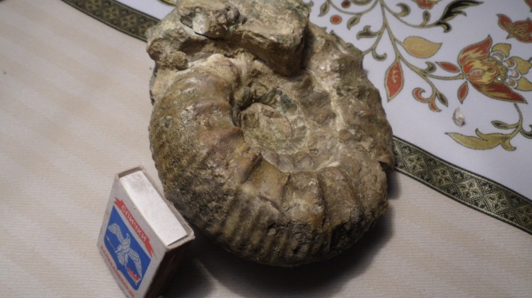 аммониты, Peltoceras, Ammonites