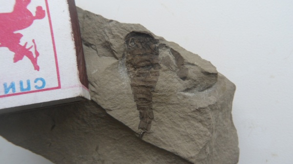 силур, членистоногие, ракоскорпионы, Silurian, Eurypterus, Baltoeurypterus