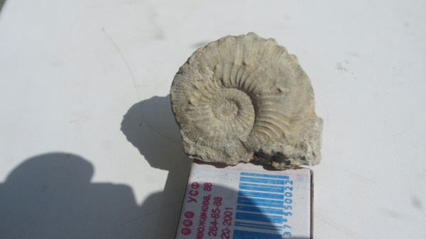 аммониты, Kosmoceras, Ammonites