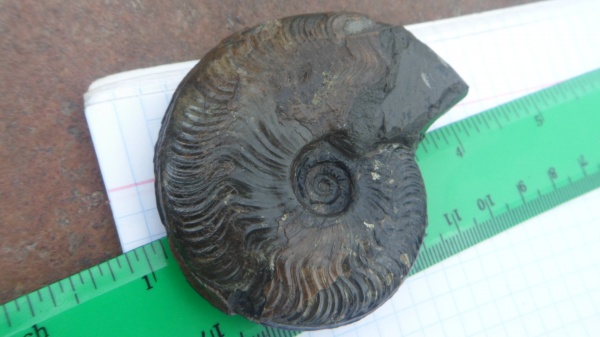 аммониты, Ammonites, Graphoceras