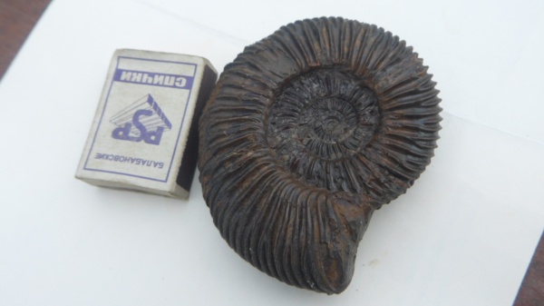 аммониты, Parkinsonia, Ammonites