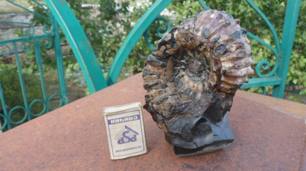 аммониты, Epicheloniceras, Ammonites