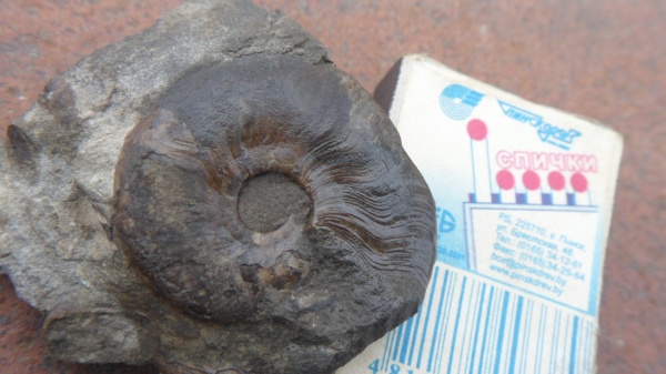 аммониты, Ammonites, Leioceras, Hyperlioceras