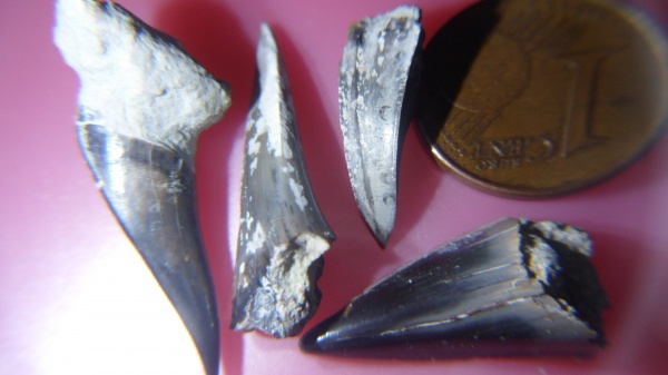 зубы акул, shark teeth