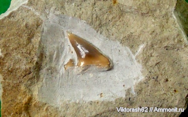 мел, рыбы, позвоночные, мезозой, зубы акул, р. Днестр, Cretaceous, fish, shark teeth