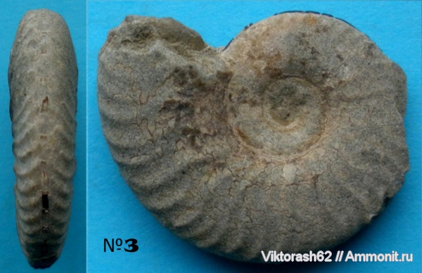 аммониты, моллюски, юра, Россия, головоногие моллюски, мезозой, Ammonites, Jurassic