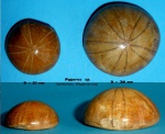 Pygurus sp.