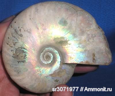 Мадагаскар, Cleoniceras, Cleoniceras besairiei, Ammonoidea, Ammonites, Madagascar, Fossils