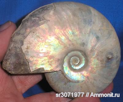 Мадагаскар, Cleoniceras, Cleoniceras besairiei, Ammonoidea, Ammonites, Madagascar, Fossils