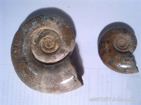 Мадагаскар, Ammonoidea, Ammonites, Madagascar, Fossils, Pterolytoceras