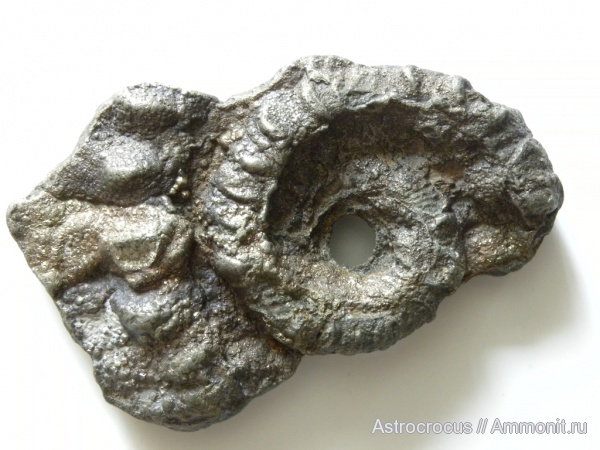 аммониты, Ундоры, Ammonites