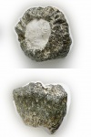 Cephalites compresus