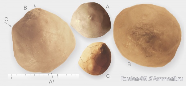 ордовик, эокриноидеи, Cryptocrinites, cryptocrinites laevis, Ordovician