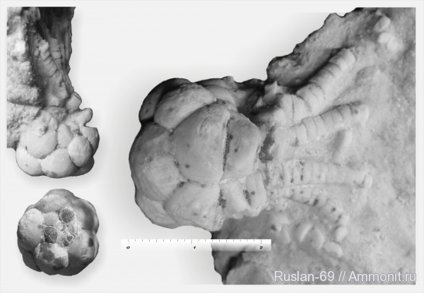 Mooreocrinus, Mooreocrinus geminatus, Cromyocrinidae