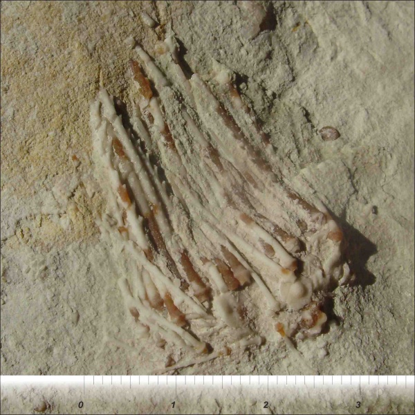 Archaeocidaris, Archaeocidaris mosquensis