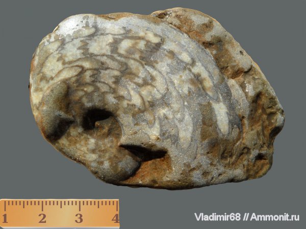 аммониты, триас, головоногие моллюски, мезозойская эра, Hedenstroemia, Ammonites, Triassic