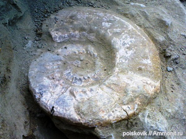 аммониты, головоногие моллюски, берриас, Крым, Ammonites, Berriasian