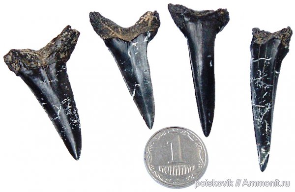 рыбы, зубы, Крым, зубы акул, fish, teeth, shark teeth