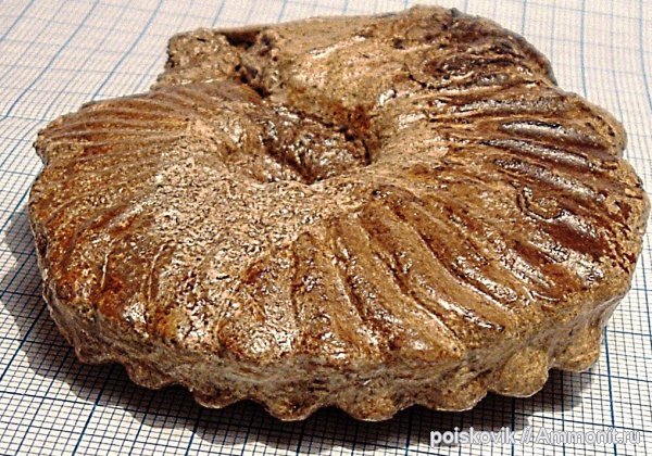 аммониты, головоногие моллюски, альб, Крым, Hoplitidae, Ammonites, Балаклава, Dimorphoplites tethydis, Albian, эрратические валуны, верхний альб