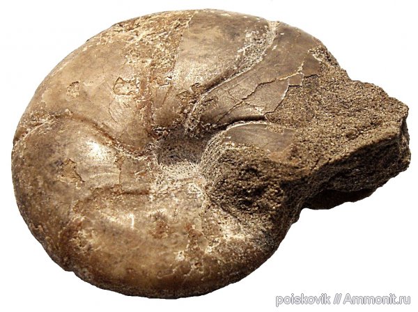 аммониты, головоногие моллюски, берриас, Крым, Ammonites, Leiophylloceras calypso, Leiophylloceras, Phylloceratidae