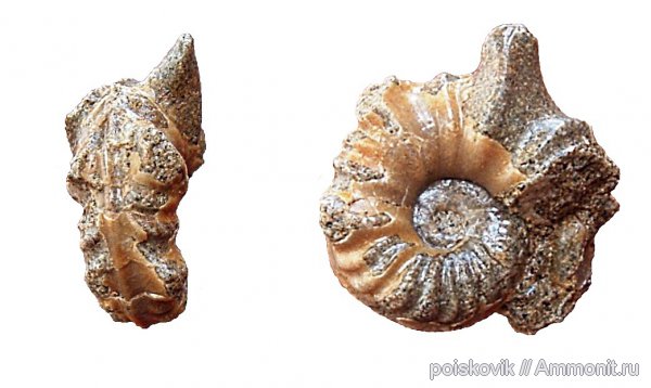 аммониты, головоногие моллюски, альб, Крым, Ammonites, Балаклава, Dipoloceras, Albian, эрратические валуны, верхний альб