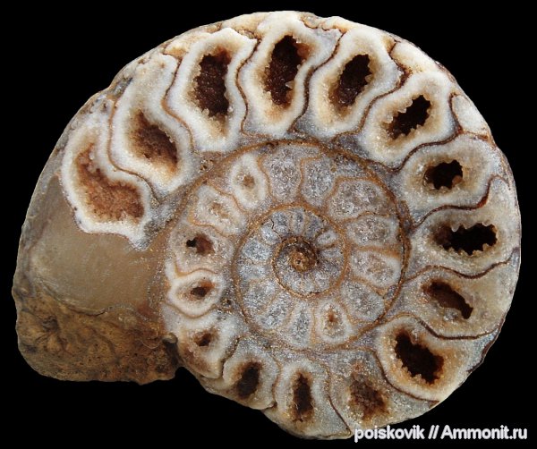 аммониты, головоногие моллюски, Крым, готерив, Ammonites, верхний готерив, Hauterivian