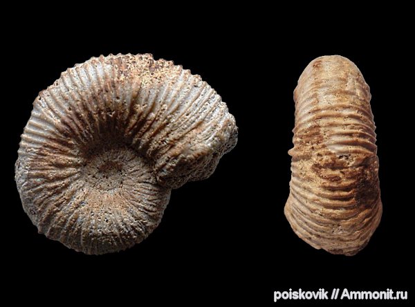 аммониты, головоногие моллюски, Крым, готерив, Ammonites, верхний готерив, Hauterivian