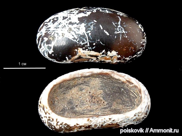 рыбы, зубы, Крым, Pycnodus, Pycnodontiformes, fish, teeth