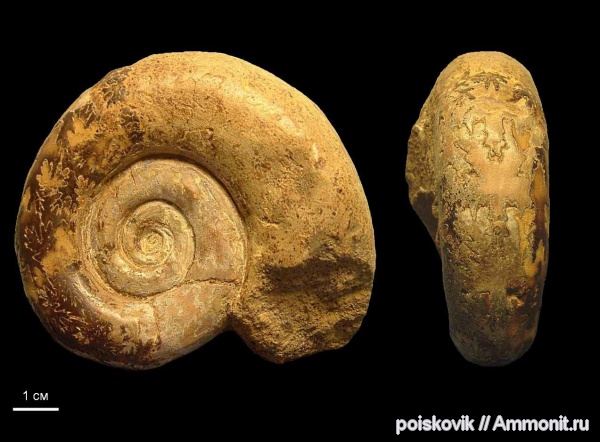 аммониты, головоногие моллюски, Крым, баррем, Biasaloceras, нижний баррем, Ammonites, Barremian