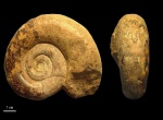 Biasaloceras