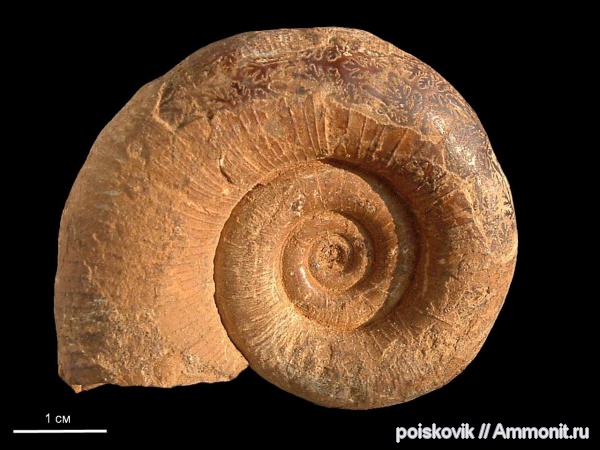 аммониты, головоногие моллюски, Крым, готерив, Biasaloceras, Ammonites, Biasaloceras subsequens, верхний готерив, Hauterivian