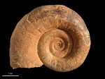 Biasaloceras