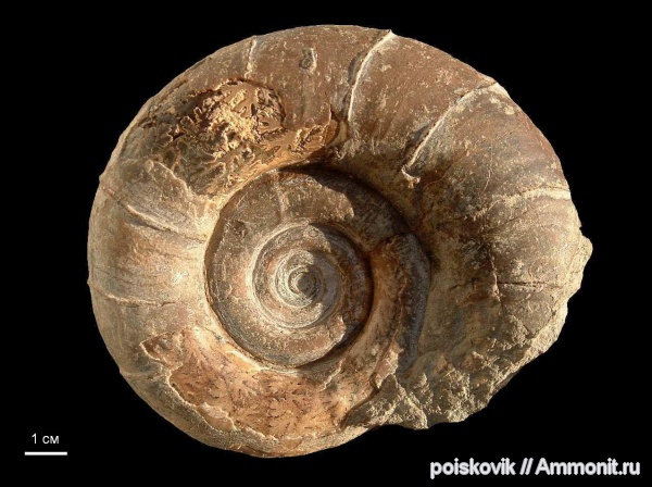 аммониты, головоногие моллюски, берриас, Крым, Ammonites, Protetragonites tauricus, Protetragonites