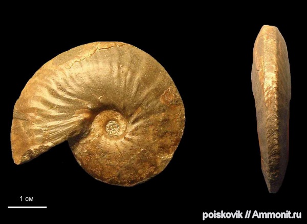 аммониты, головоногие моллюски, альб, Крым, Ammonites, Балаклава, Anahoplites planus, Anahoplites, эрратические валуны, верхний альб