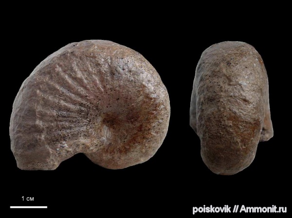 аммониты, головоногие моллюски, Крым, баррем, нижний баррем, Ammonites, Phyllopachyceras, Barremian