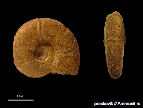 аммониты, головоногие моллюски, Крым, баррем, нижний баррем, Ammonites, Barremian