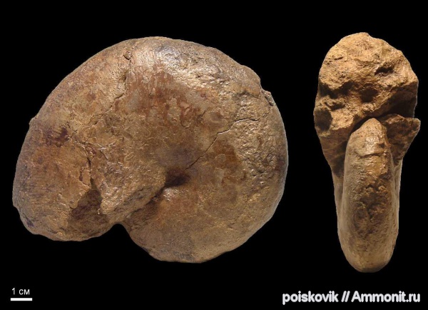 аммониты, головоногие моллюски, Крым, нижний баррем, Euphylloceras, Ammonites, Euphylloceras ponticuli