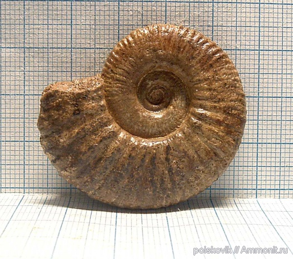 аммониты, головоногие моллюски, Крым, баррем, нижний баррем, Ammonites, Barremian