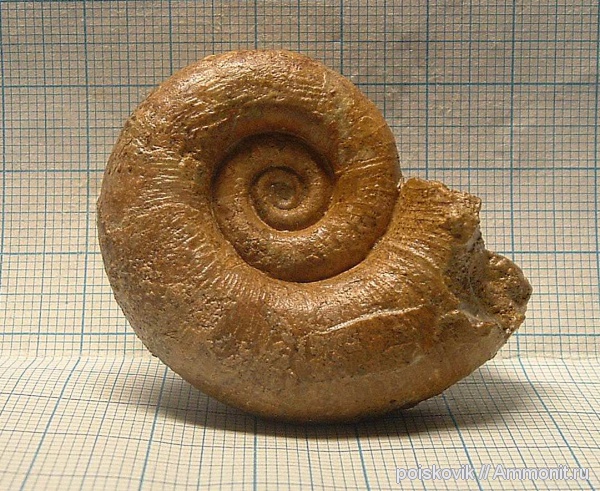 аммониты, головоногие моллюски, Крым, баррем, нижний баррем, Ammonites, Barremian